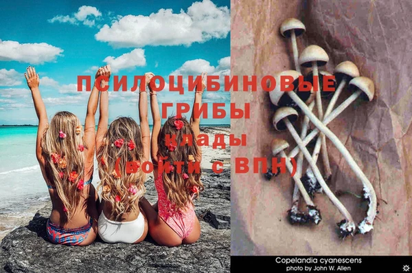 крисы Аркадак